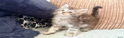 Maine Coon cats for sale: Tica registered mainecoon kittens ready to view - Advert 10
