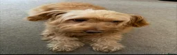 Mixed Breed dogs for adoption: 🥺 teddy needs help 💔❤️ - Advert 7