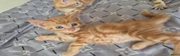 Mixed Breed cats for sale: 🐾 Beautiful Kittens Looking for Loving Homes 🐾 in Willenhall - Advert 15