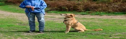 Mixed Breed dogs for adoption: Marvellous Moose - Advert 13