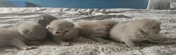 British Shorthair cats for sale:  British shorthair  - Advert 26