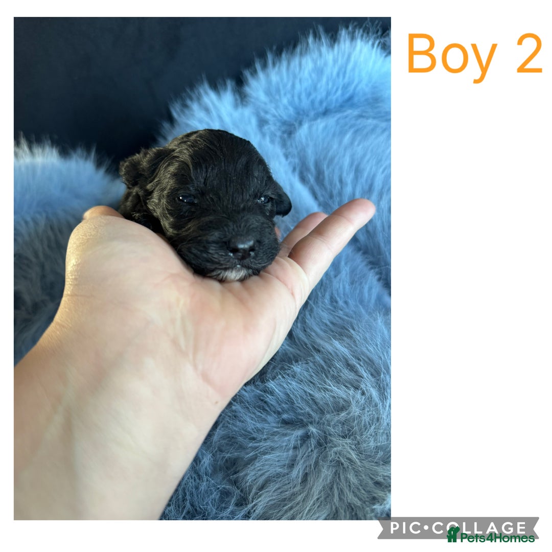 Sheepadoodle dogs for sale: Micro mini Sheepadoodles  - Advert 4