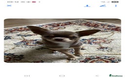 Chihuahua dogs for sale: Chihuahua Lilac & Tan Boy. - Image 7