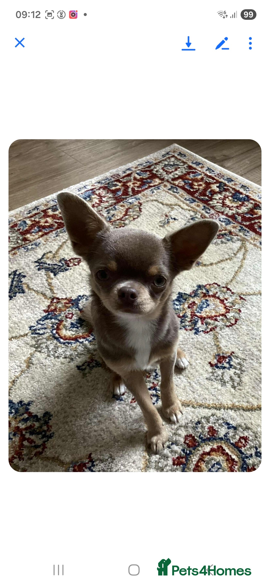 Chihuahua dogs for sale: Chihuahua Lilac & Tan Boy. - Image 7