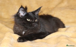 Maine Coon cats for sale: Adorable GCCF Black smoke Maine Coons kittens  - Image 9