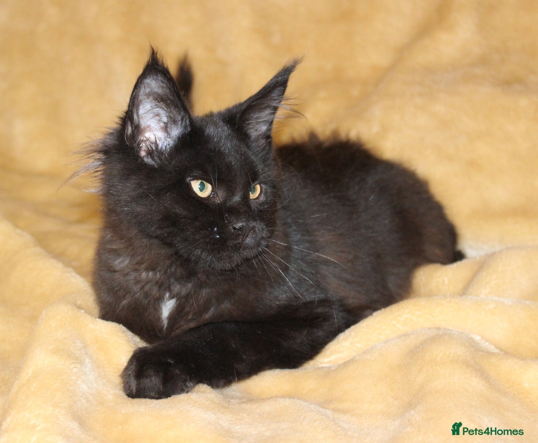 Maine Coon cats for sale: Adorable GCCF Black smoke Maine Coons kittens  - Image 9