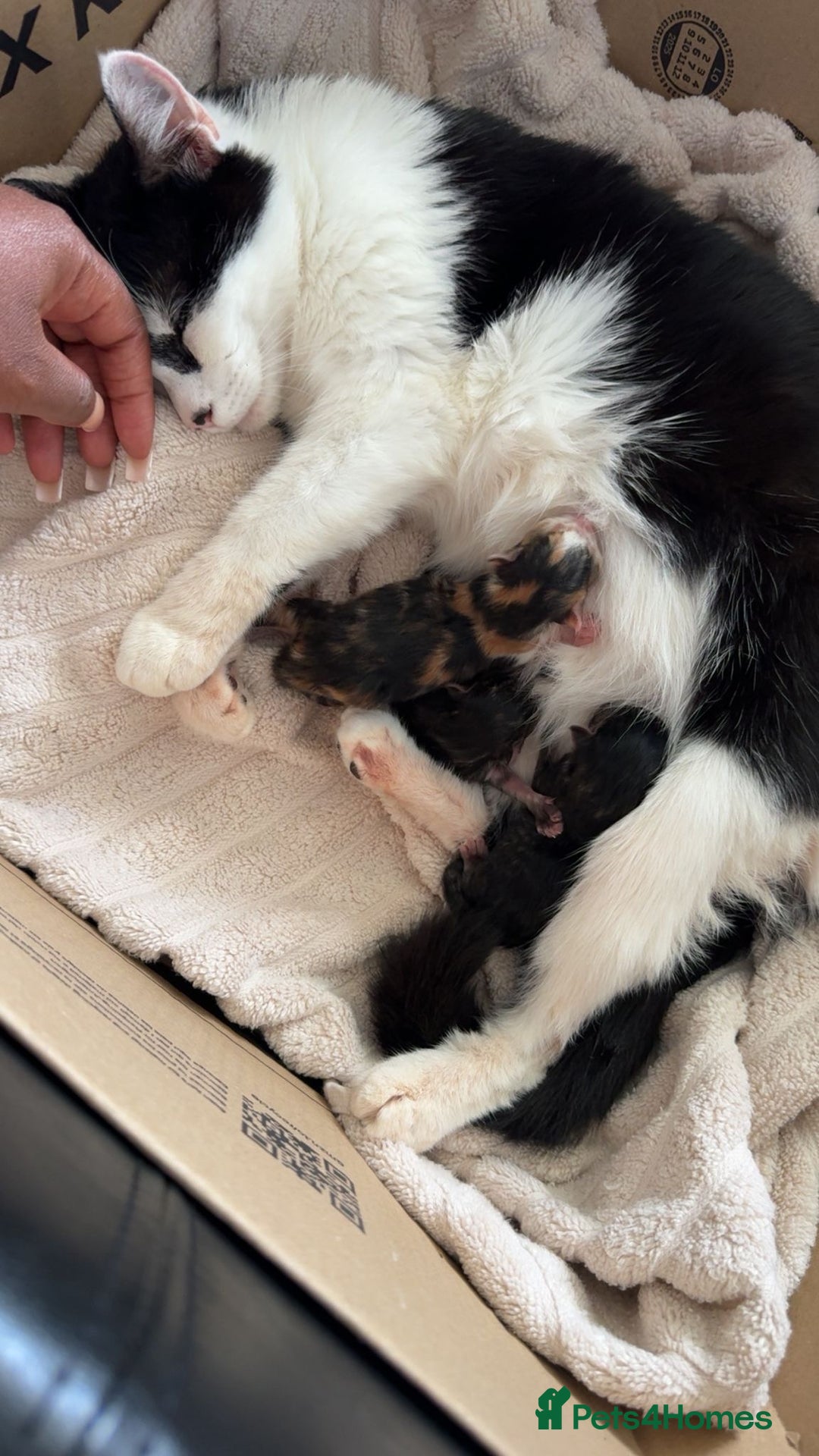 Mixed Breed cats for sale: Calico girl and grey tabby boy 9 weeks old  - Image 4