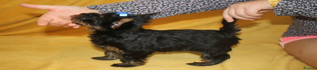 Scooby