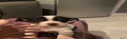 Jack Russell dogs for sale: My beautiful Jack Russell puppies available - Advert 8