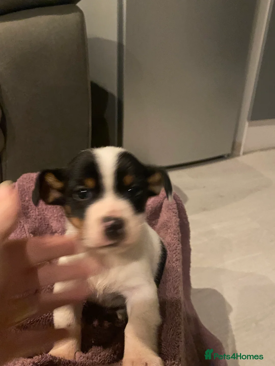 Jack Russell dogs for sale: My beautiful Jack Russell puppies available - Advert 8