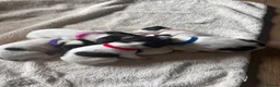 Jack Russell dogs for sale: Lovely Jack Russel puppies  - Advert 8