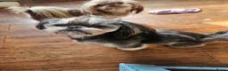 Shih Tzu dogs for stud: Handsome imperial shihtzu *NOW PROVEN* - Advert 6