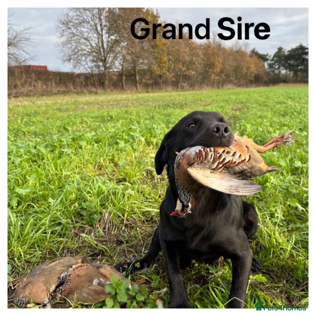 Labrador Retriever dogs for sale: Stunning KC pups,health tested parents&great lines - Advert 16