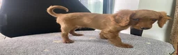 Cockapoo dogs for sale: Toy Poodle Cross Puppies, Mum & Dad Seen, London - Advert 29