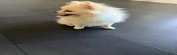 Pomeranian dogs for sale: Boy Pomeranian  - Advert 5