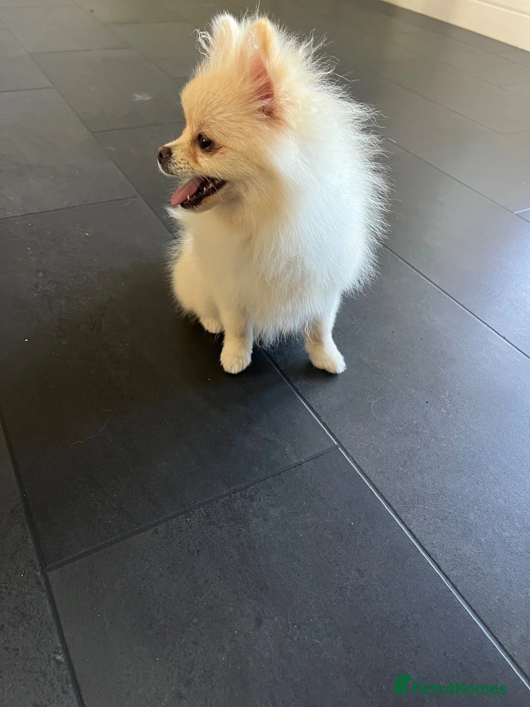 Pomeranian dogs for sale: Boy Pomeranian  - Advert 5