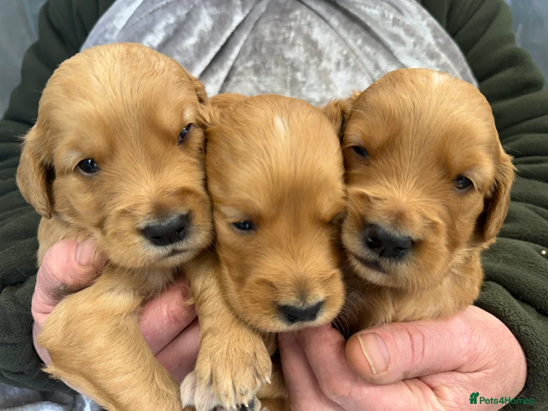 Golden Retriever dogs for sale: Dark Golden KC registered Golden retrievers - Advert 15