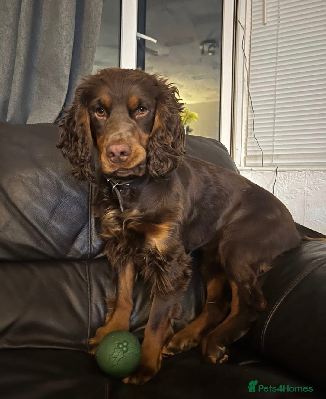 Cocker Spaniel dogs for stud: Black & chocolate tan cocker spaniel STUD - Image 2