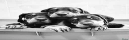 Dobermann dogs for sale: Lovely puppy sale  - Advert 7