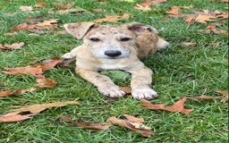 Mixed Breed dogs for sale: Deerhound greyhound collie puppies  - Image 12