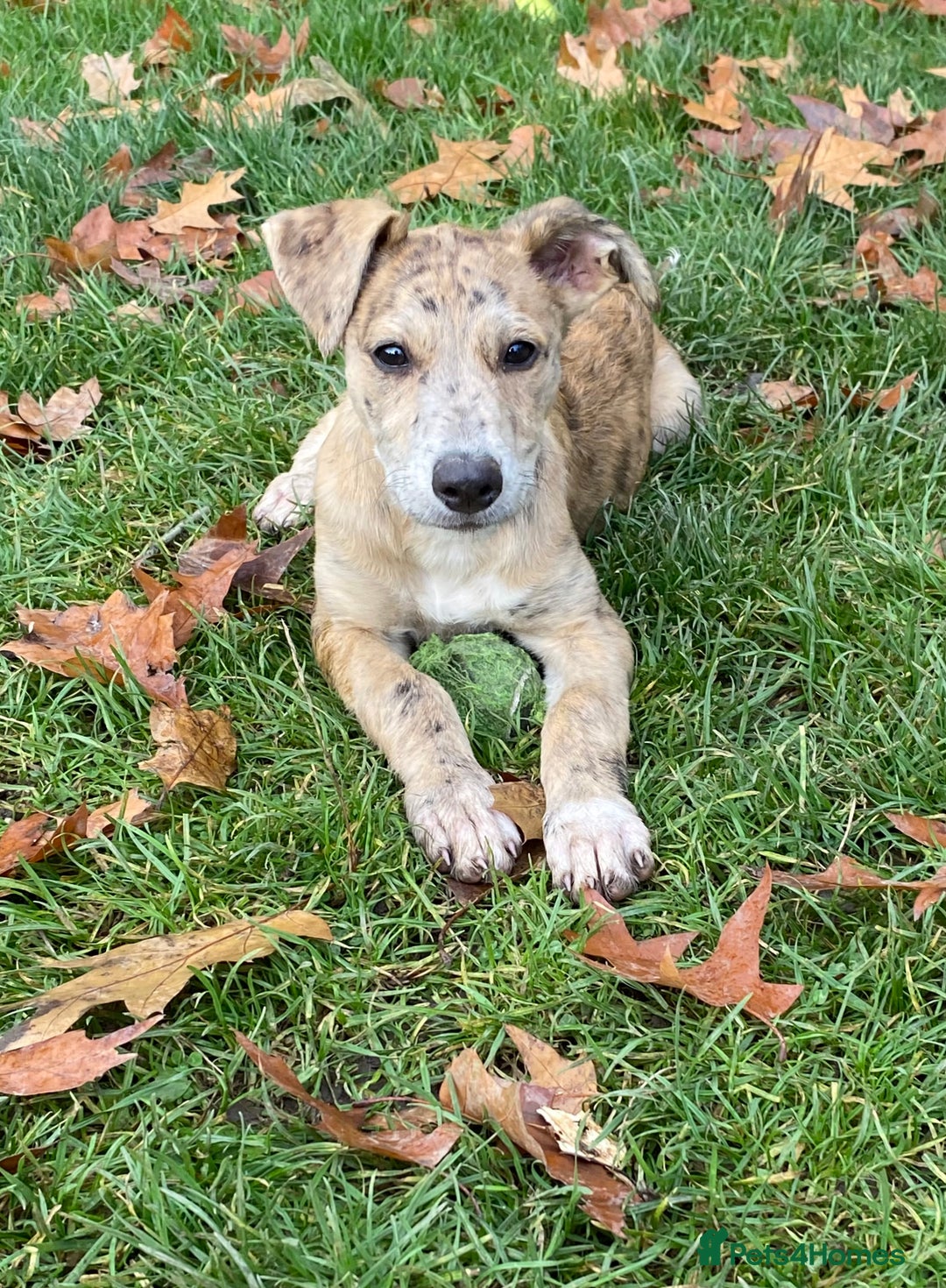 Mixed Breed dogs for sale: Deerhound greyhound collie puppies  - Image 12