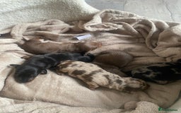 Dachshund dogs for sale: Minture dashund - Image 4