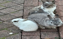 Netherland Dwarf rabbits for sale: Netherlands dwarf - Image 1
