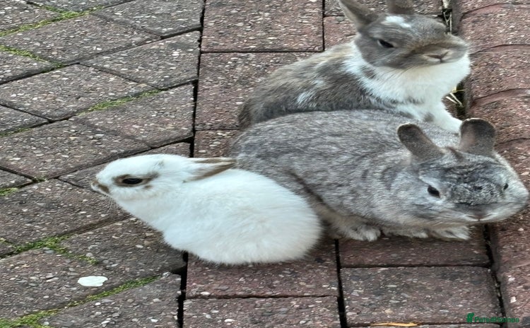 Netherland Dwarf rabbits - Advert 1