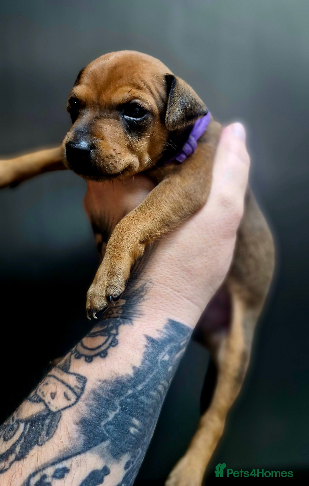 Miniature Pinscher dogs for sale: Miniature Pinscher puppies! - Image 18