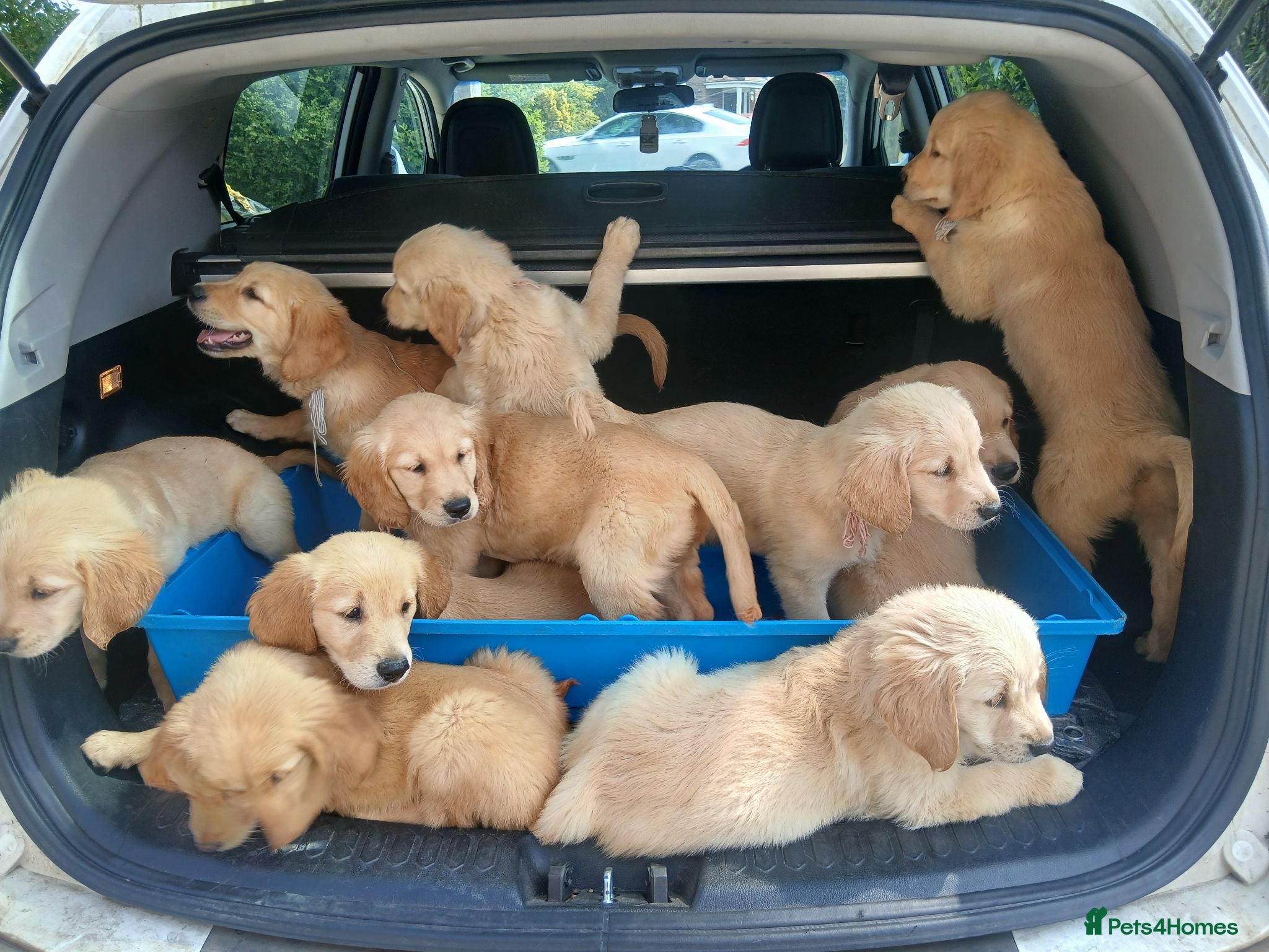 Golden Retriever dogs for sale: Ready to leave true gold colored golden retrievers - Advert 1