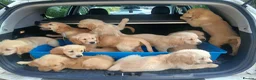 Golden Retriever dogs for sale: Ready to leave true gold colored golden retrievers - Advert 1