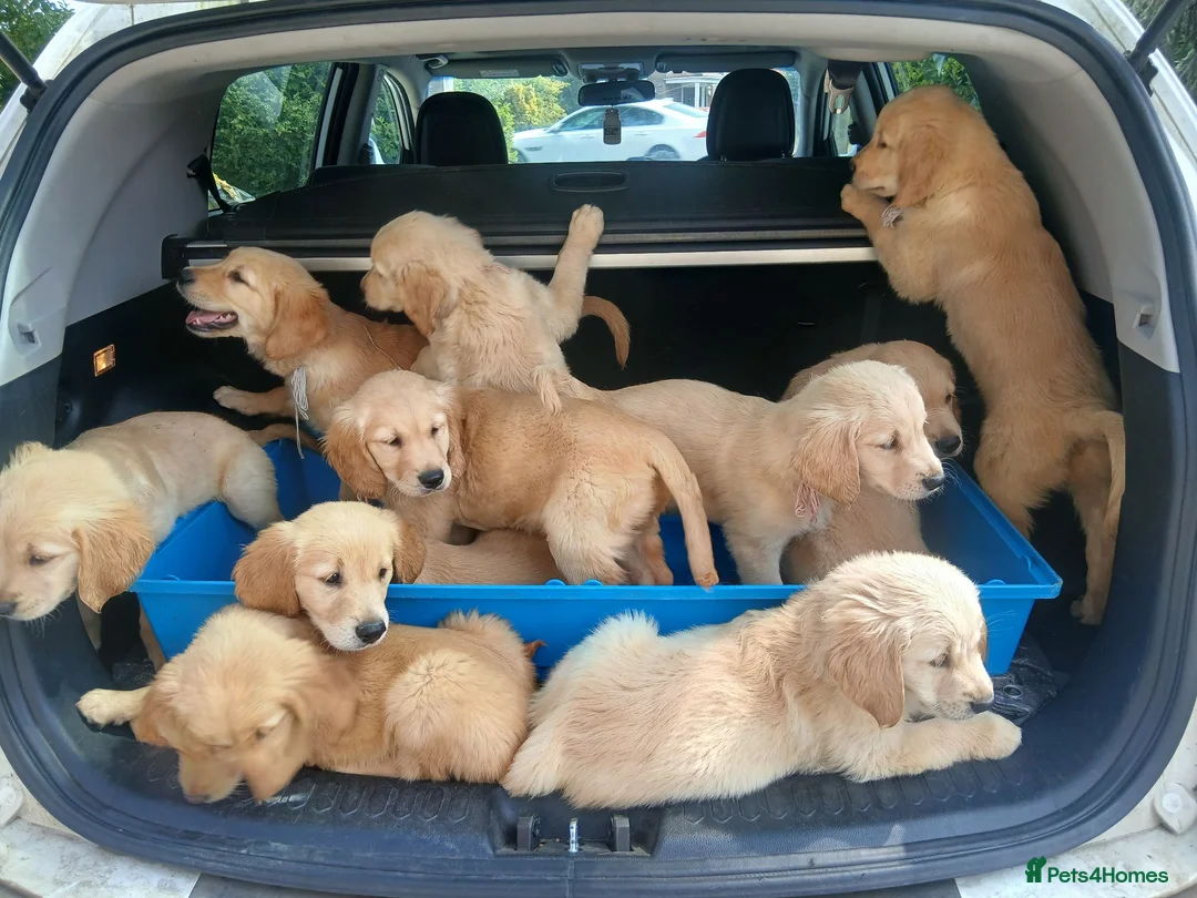 Golden Retriever dogs for sale: Ready to leave true gold colored golden retrievers - Advert 1