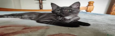 Maine Coon Kitten 1