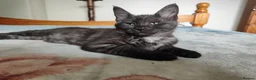 Maine Coon cats for sale: Beautiful Maincoon cross kittens  - Advert 24