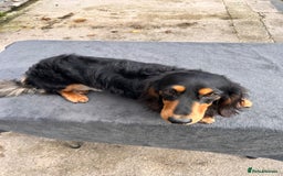 Miniature Dachshund dogs for stud: Pinot & Porter  - Image 4