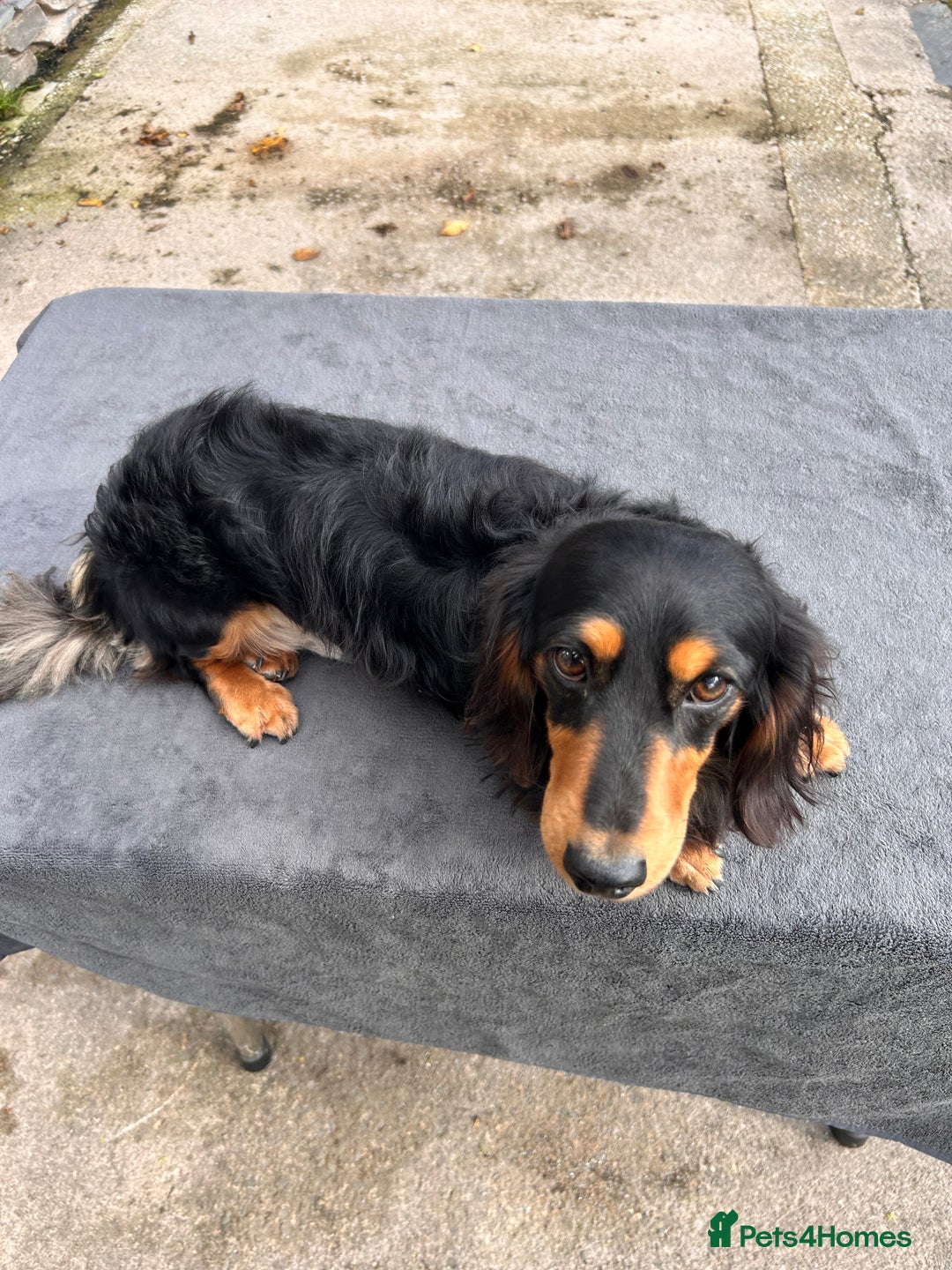 Miniature Dachshund dogs for stud: Pinot & Porter  - Image 4
