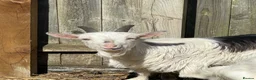 Goats livestock for sale: Pygmy goat Wether 19 months old  in St. Neots - Advert 7