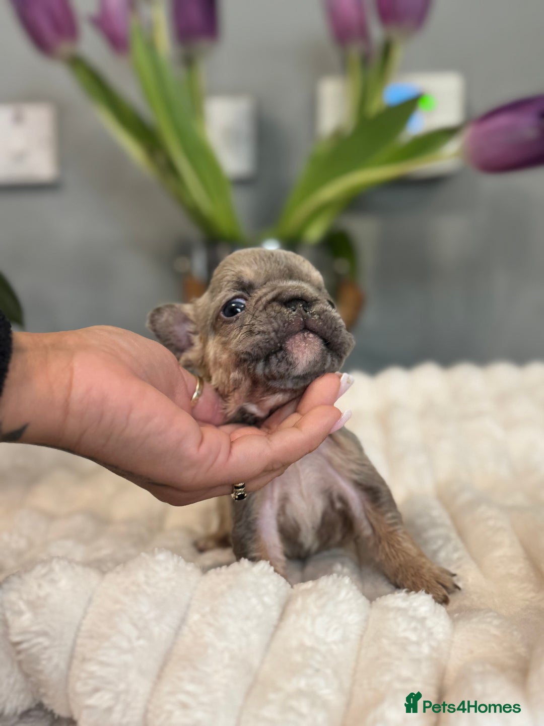 French Bulldog dogs for sale: 🩷🏡 Adorable fluffy French Bulldogs - Advert 18
