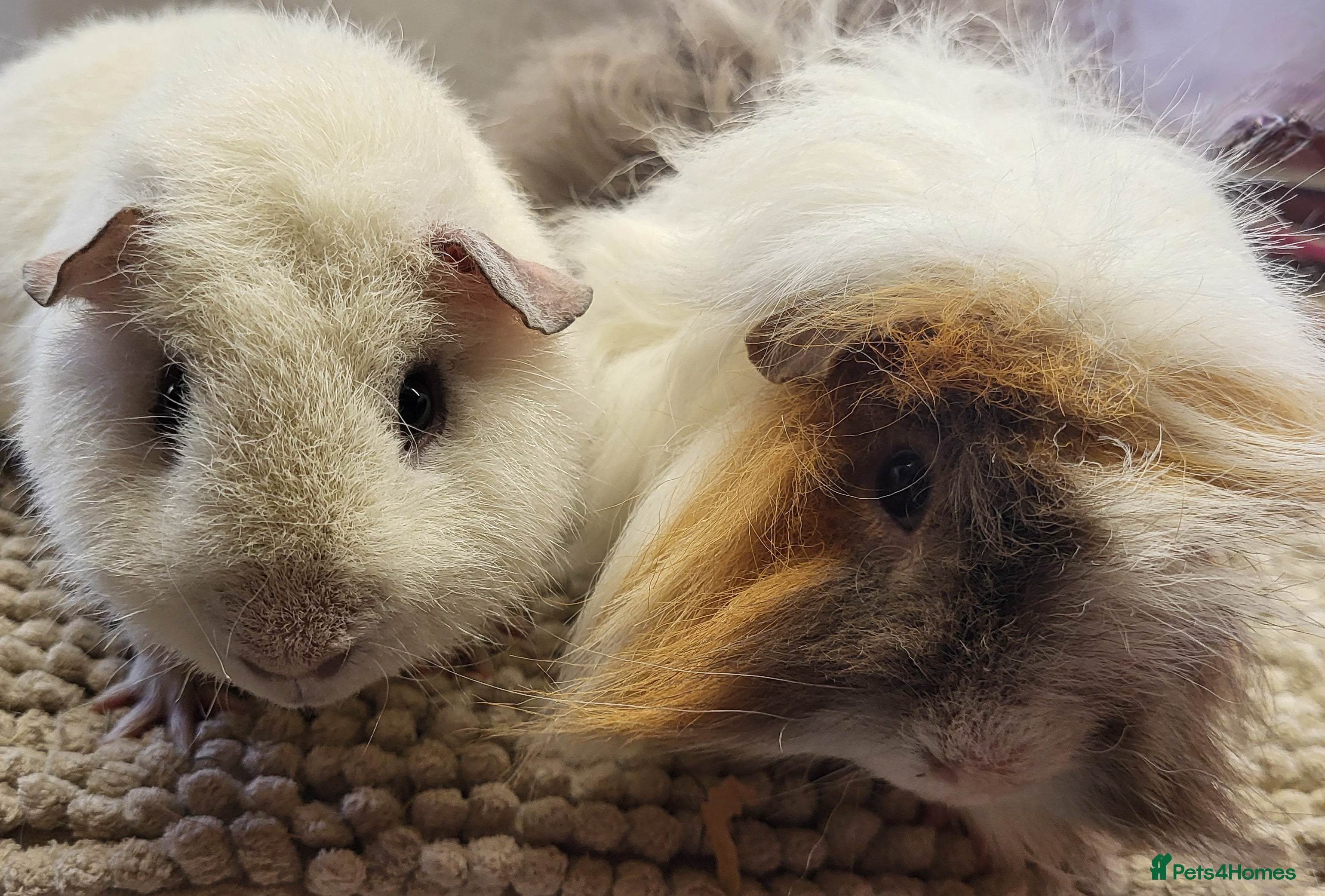 Guinea Pig rodents Bonded Boys to go together  - Advert 1