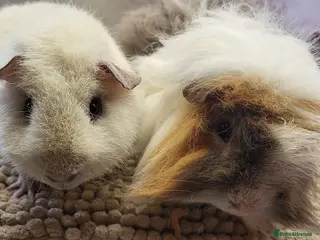 Guinea Pig rodents Bonded Boys to go together - Advert 1