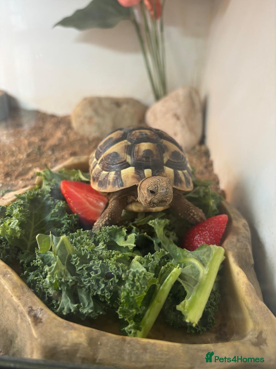 Tortoise reptiles for sale: Hermann’s Tortoise with Full Setup  - Image 2