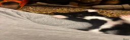 Mixed Breed cats for sale: 3 kittens for sale  - Advert 14