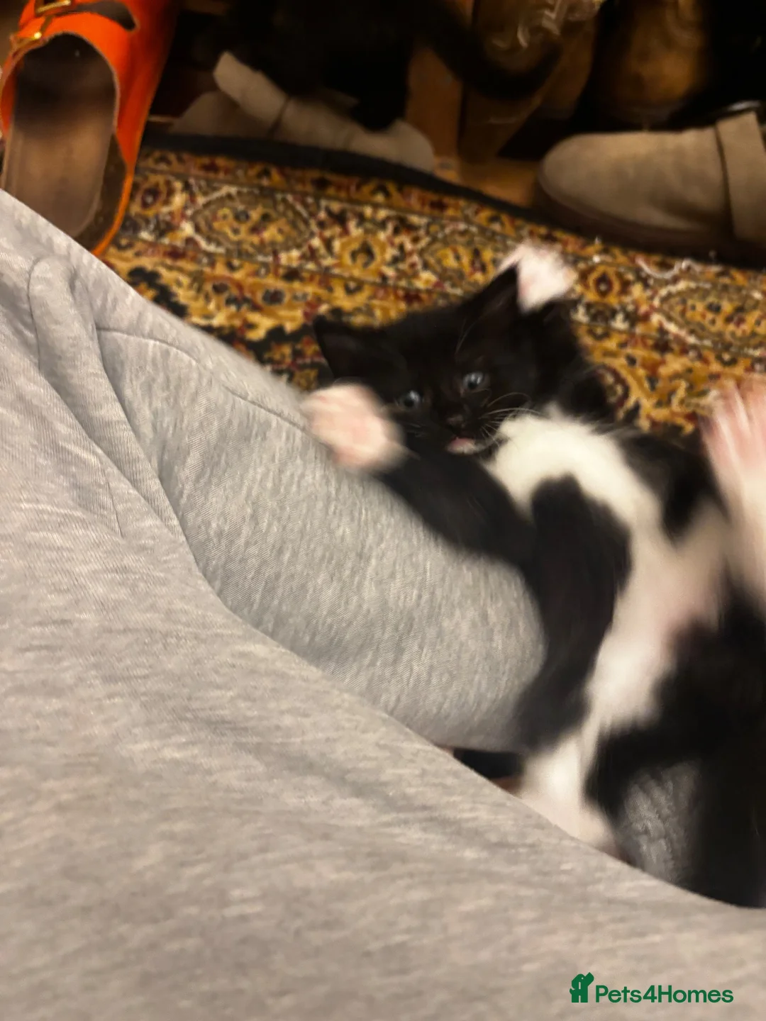 Mixed Breed cats for sale: 3 kittens for sale  - Advert 14