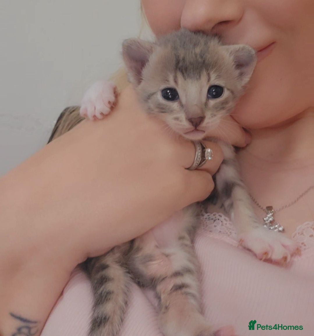 Bengal cats 🐾 Show-Stopping Savannah x Bengal  🐆 2 left - Advert 2