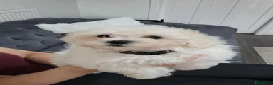 Maltese 2
