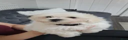 Maltese dogs for sale: Gorgeous Pure Maltese Puppies — 1 Boys, 2 Girls. - Advert 4