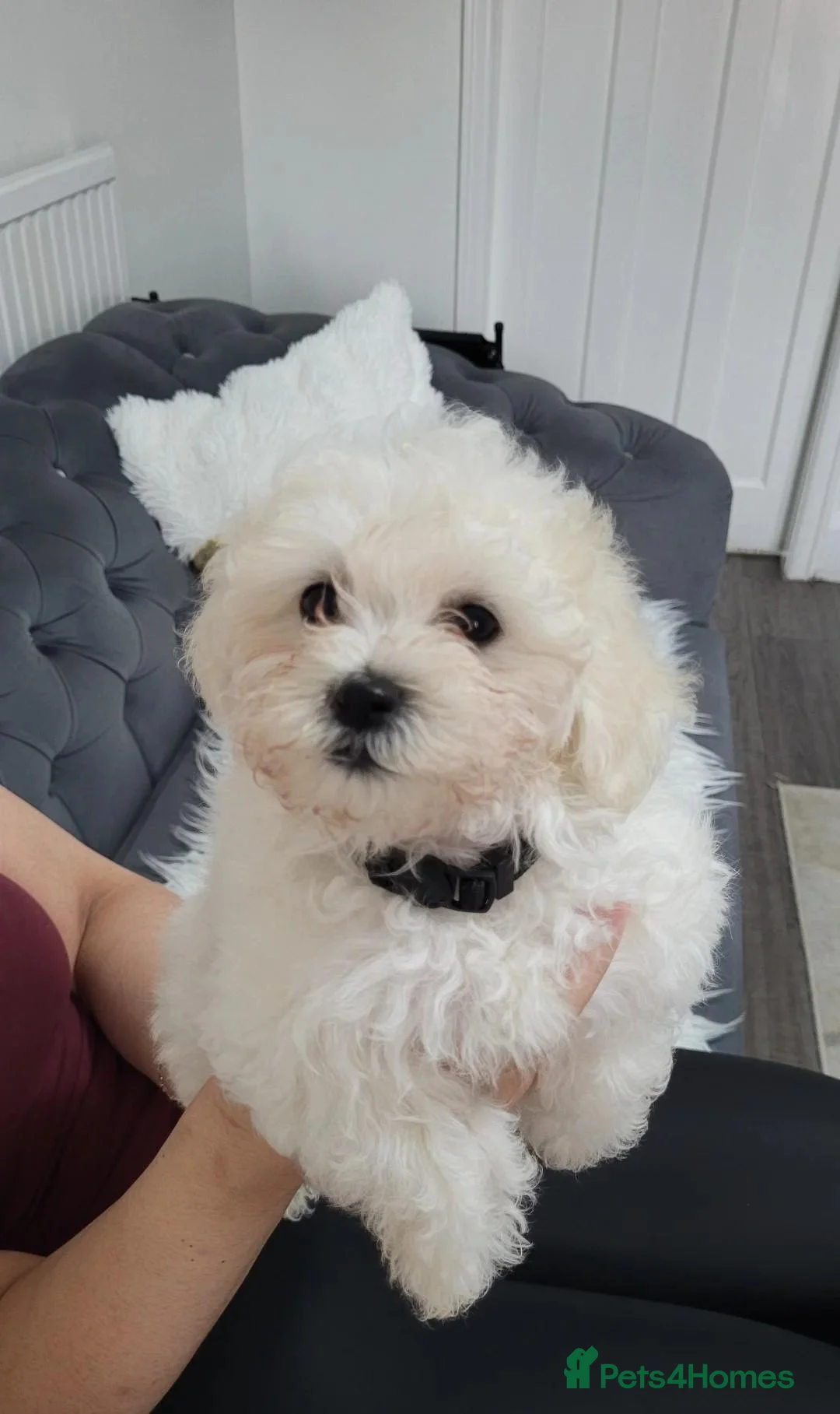 Maltese dogs for sale: Gorgeous Pure Maltese Puppies — 1 Boys, 2 Girls. - Advert 4
