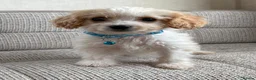 Cavapoo dogs for sale: F1b Cavapoo puppies! - Advert 32