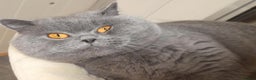 British Shorthair cats for stud: Stunning blue male stud in Swansea - Advert 2