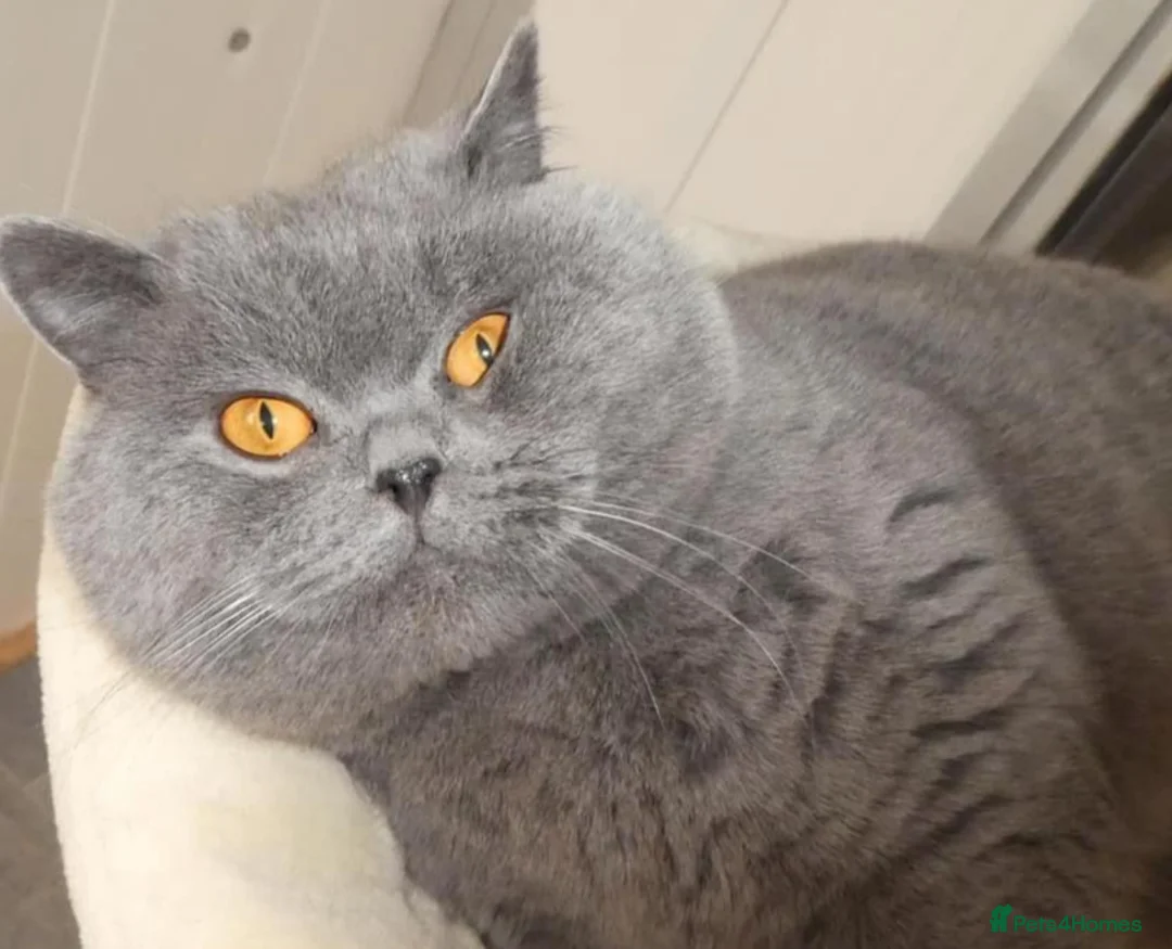 British Shorthair cats for stud: Stunning blue male stud in Swansea - Advert 2